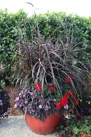 Image result for sanvitalia combine in pots