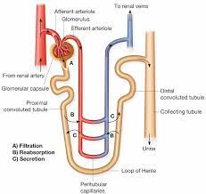 Urine Formation Components Glomerular Filtration Tubular Reabsorption And Secretion Earth S Lab