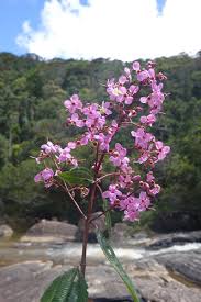 Image result for Dichaetanthera