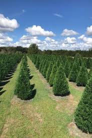 50 Best Christmas Tree Farms In America - Where To Buy A Christmas Tree  Near Me