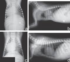 However, depending on the severity, it can impair cardiac and respiratory function and cause pain in the chest and back.3 people with the abnormality may experience negative psychosocial effects, and avoid activities that expose the chest. Pectus Excavatum In Two Littermate Dogs Abstract Europe Pmc