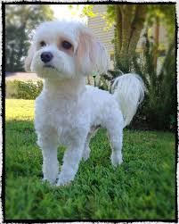 Cavachon Max After Short Haircut Maltese Dogs Haircuts Dog Haircuts Cavachon