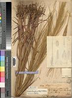 Image result for Trichopteryx