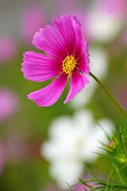 Pin On Flores Plantas Huerting