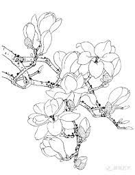 白描写生画谱 白描玉兰 flower drawing flower sketches floral painting