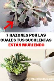 Produccion de cactus y suculentas, venta mayorista para cultivos de toda argentina. 270 Ideas De Mi Jardin En 2021 Jardineria En Macetas Ideas De Jardineria Jardineria