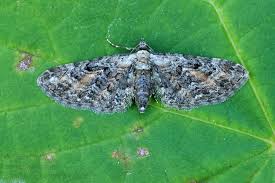 Image result for Eupithecia icterata