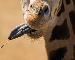 Giraffes are ungulates, meaning they have hooves and walk on their toes. Top 10 Facts About The Giraffe Oupblog