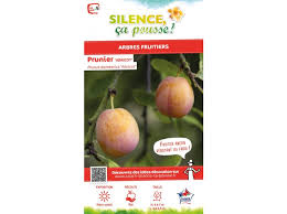 Maybe you would like to learn more about one of these? Prunier Abricot Silence Ca Pousse