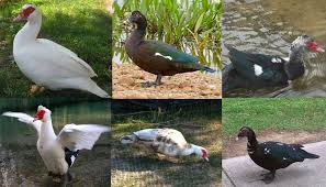 We did not find results for: Muscovy Duck Breed Everything You Need To Know