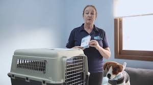 We offer pet transportation, pet shipping, and pet relocation services. Pet Transportation Services In Abu Dhabi Pet Relocation
