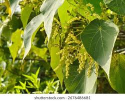 Image result for Macaranga schweinfurthii