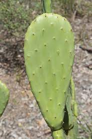 It is not a good option for prickly pear cactus though. Opuntioid Cactus Control Agriculture And Food