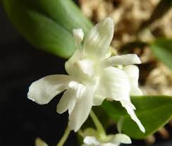 Image result for Diaphananthe bidens