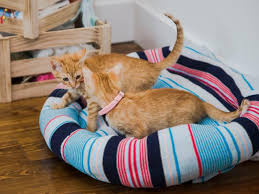 Dog beds are sold widely in online shops and markets, but have you ever thought about diy one for your furry friend? Diy Upcycled Sweater Pet Bed Hgtv