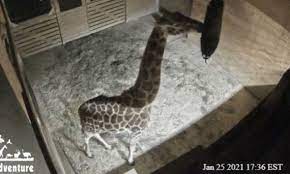 Maybe you would like to learn more about one of these? Johari The Giraffe Birth Live Cam Thousands Tune In As World Awaits Baby Any Day Yet Nature News Express Co Uk