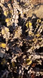 Image result for Euphorbia memoralis