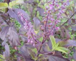 Image result for Ocimum fimbriatum