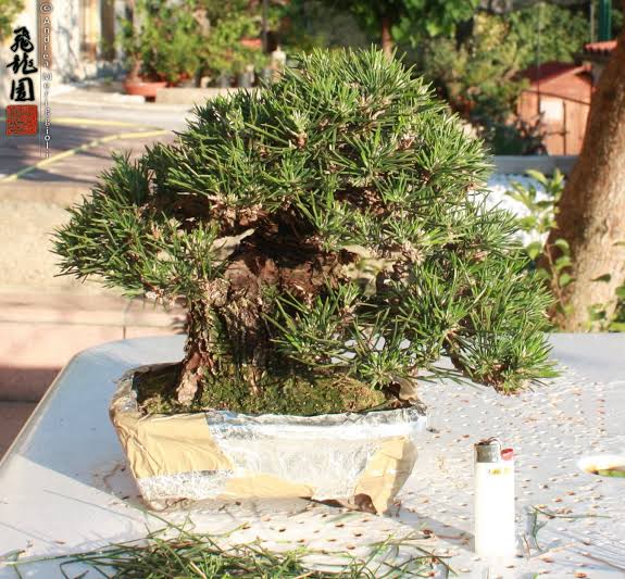 Mekiri e Tambaoo su pino nero shohin – Hiryuen
