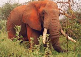 Tanzania has not shared data on its coronavirus situation since may last year and until recently had downplayed the impact of the virus in the country. Kenia Und Tansania Safaris Bush Trucker Tours Home Facebook