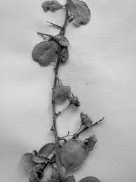 Image result for Gymnosporia tenuispina