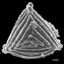 Image result for Anemiaceae