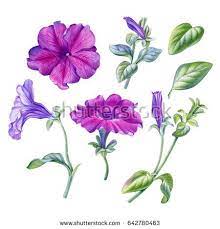 Watercolor Hand Painted Petunia Flower Can Be Used As Romantic Background For Web Pages Wedding Invitations Gre Flower Drawing Flower Painting Petunia Flower