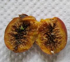 Résultat de recherche d'images pour "fig wasps in florida"