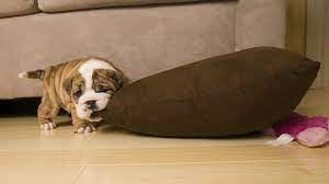 What To Do If Your Dog Chews On Everything