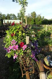 Check spelling or type a new query. My Beautiful Clematis Piilu Sara S Kitchen Garden