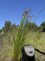 Image result for Ficinia