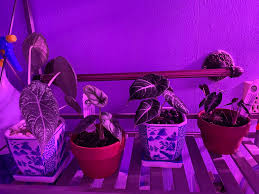 However, multiple plants will need more substantial lighting. Has Anyone Grown Alocasias With A Grow Light Am I Doing This Right I Ve Had My Mahari The Longest And They Seem To Be Doing Great Just Want Silver Dragon Black