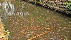 Hal ini dikarenakan ikan berada langsung dengan alam tempat mereka hidup. Cara Budidaya Ikan Nila Di Kolam Tanah Youtube