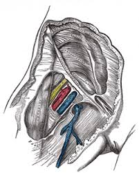 The axial body runs right down the center (axis) and consists of everything except the limbs, meaning the head, neck, thorax (chest and back), abdomen, and pelvis. Vi The Arteries 6 The Arteries Of The Lower Extremity Gray Henry 1918 Anatomy Of The Human Body