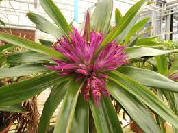 Image result for Xyridaceae