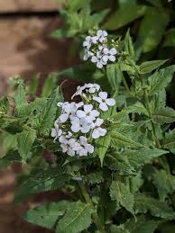 Image result for Vernonia amblyolepis