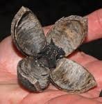 Image result for Khaya anthotheca