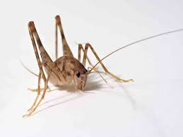 Living in new york city means that you are highly aware of the pest problems that come with such a densely populated urban area. Long Island Pest Control Services Exterminator Rest Easy Pest Control