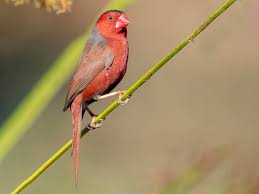 Image result for Neoschumannia cardinea