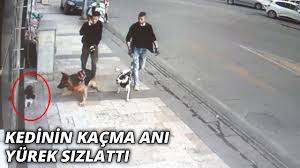 Kopegin Kediye Saldirisi Kameraya Boyle Yansidi Youtube