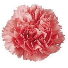 Where can i find carnation flowers. Hybrid Carnation Flower For Gifting Rs 150 Bunch Crazyflora Id 8849677755