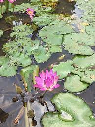 Bunga teratai memiliki nama latin nymphaea dari keluarga nymphaeaceae. File Bunga Teratai Di Kolam Jpg Wikimedia Commons