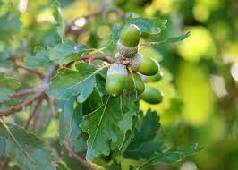 White oak acorns have a sweet or slightly bitter taste. Acorns Oak Tree Leaves Free Photo On Pixabay