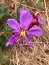 Image result for Dissotis princeps