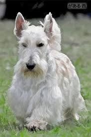 The breed is intelligent, quick to lea. Teddy Of South Africa Love The Wheaton Scotties Scottish Terrier Scottie Terrier Scottie Dog