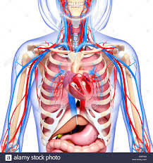 The upper ventral, thoracic, or chest cavity contains the heart, lungs, trachea, esophagus, large blood vessels, and nerves. Anatomy Chest Anatomy Drawing Diagram