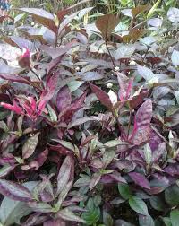 Tanaman hias akan menambah estetika rumah karena bentuknya yang sedap dipandang mata. Nama Tanaman Hias Ini Apa Ya Terima Kasih Tolong Dibantu Yaa Brainly Co Id