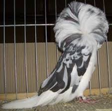 Black Mottled Jacobin Show Pigeon Jacobin Pigeon Fantail Pigeon Beautiful Birds