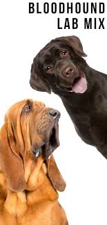 Black And Tan Virginia Foxhound Puppies For Sale Bloodhound Lab Mix Hard Work Or A Perfect Pet Lab Mix Puppies Mixed Breed Dogs Bloodhound