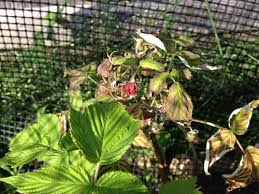 Red and yellow raspberry plants send up shoots or suckers in places you would least expect. Raspberry Leaves Turning Yellow And Brown